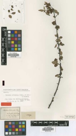 Riedlea littoralis Poepp. & Endl. [isotype]