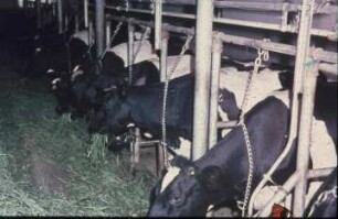 Fotografie: Milchviehhaltung, Anbindehaltung, Anbindevorrichtung