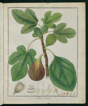 49r, Ficus Carica