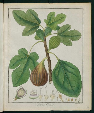 49r, Ficus Carica