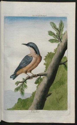 Klauber