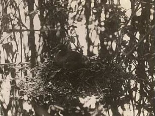 Zwergtaucher (Tachybaptus ruficollis Pall.) brütend