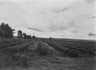 Landwirtschaftliche Anbaufläche : Landwirtschaftliche Anbauflächen