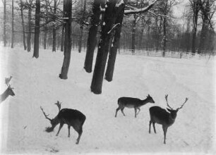 Damhirschrudel im Tharandter Wald