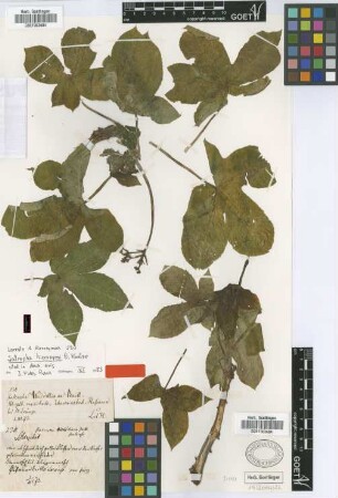 Jatropha weddelliana Baill.