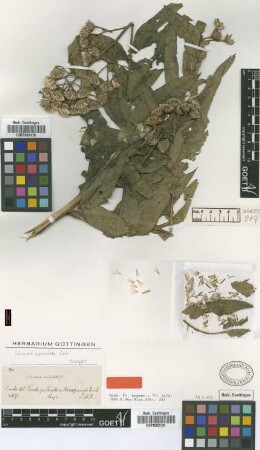 Vernonia auriculata Griseb. [holotype]