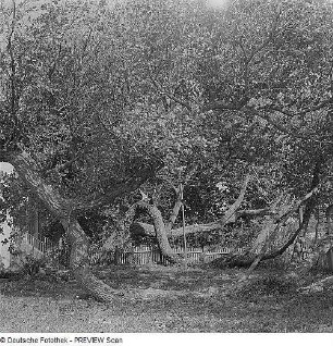 Durch Sturmschäden verkrüppelte Linden