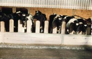 Fotografie: Bullenmast, Vollspaltenboden, Gruppenhaltung, Futtervorlage, Maissilage, Palisadenfressgitter