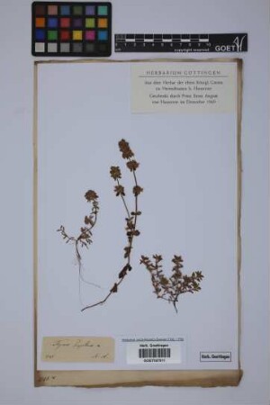 Thymus serpyllum L.