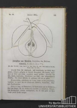 Nr. 89. Januar - März. Josephine von Mecheln, Joséphine des Malines. Butterbirn.