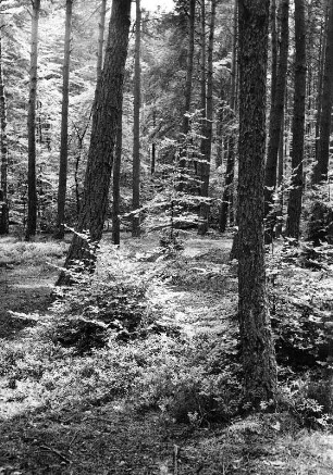 Pfälzer Wald. Partie im Hochwald