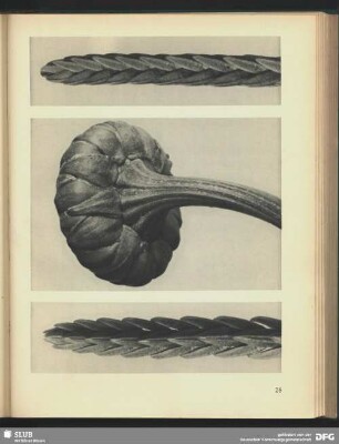 Cassiope tetragona