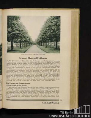 Strassen-. Allee- und Parkbäume.