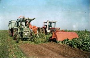 Fotografie: Erntetechnik, Zuckerrübe, Zweiphasiges Ernteverfahren
