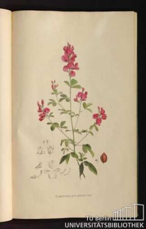 [Tab. 28.] Crotalaria purpurea Vent.