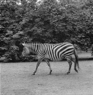 Zootiere. Zebra