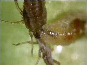 Prey-Catching Behaviour and Eating of Larvae in Episyrphus balteatus (Syrphidae)