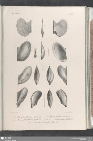 Pl. 391