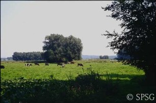 Potsdam, Golmer Luch.