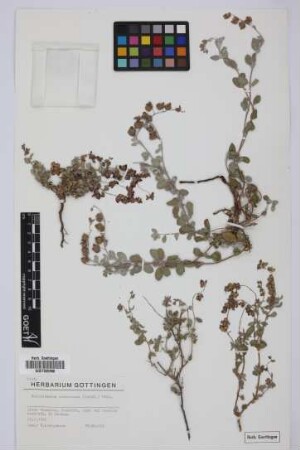 Helianthemum canariense (Jacq.) Pers.
