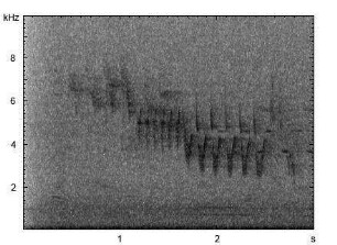 Buchfink | Fringilla coelebs - Gesang