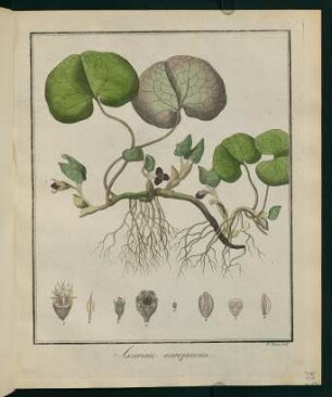35r, Asarum europaeum