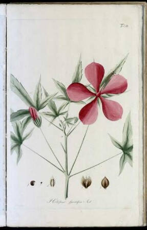 Tab. XI Hibiscus Speciosus. Ait