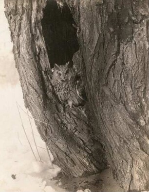 Waldohreule (Asio otus L.), adulter Vogel vor dem Winterunterschlupf sich sonnend