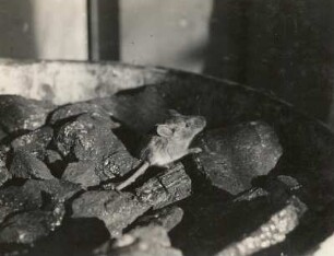 Hausmaus (Mus musculus L.), jüngeres Tier in einem Kohleneimer