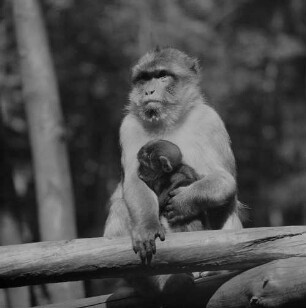 Archivfotografie "motive_tiere_zoo_affen_6686neg"