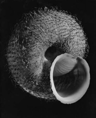 Trochus maculatus L., Südsee