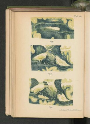 Tab. 34.