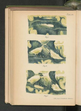 Tab. 34.