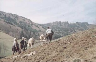 Schwarzwald. Bauern mit Ochsengespann bei der Feldbestellung