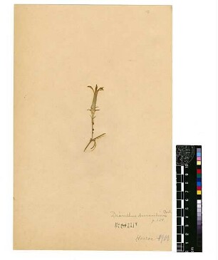 Caryophyllaceae Dianthus Post, George E., George E. Post, M.D. D.D.S., LL.D. Late Professor of Natuarl Sciences of the American Universtity of Beirut [Hauran (Bergregion)]