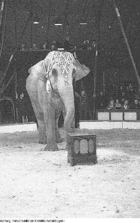 Dresden, Gastspiel des Zirkus Busch, April 1952