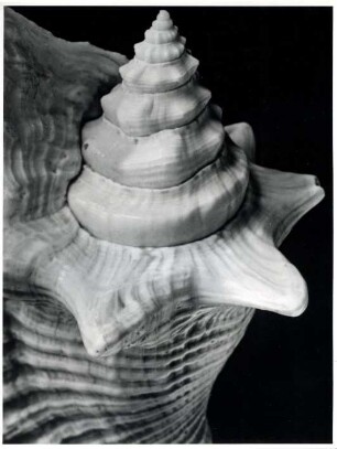 Strombus (mon.) gallus L., Antillen, West-Indien
