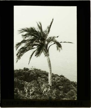 Juania australis