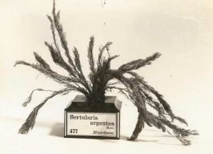 Seemoos (Sertularia argentea). Verwalter: Museum für Tierkunde Dresden