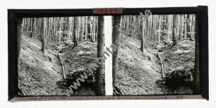 Pingenzug im Ausbiss eines Roteisensteinganges (Kalte Baum/Hessen)