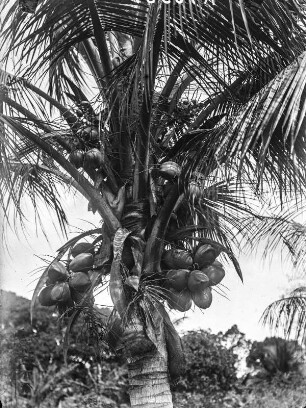 Kokospalme : Eine Kokospalme (Cocos nucifera) mit Kokosnüssen.