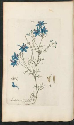 358. Delphinium Consolida