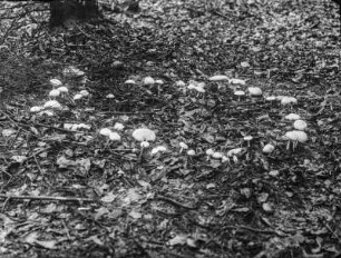 Gefleckter Rosarübling : Gefleckter Rosasporrübling (Rhodocollybia maculata Singer) im Kreis, dem sogenannten Hexenring, stehend.