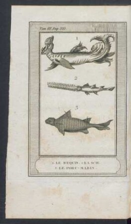Tafel: 1. Le requin. 2. La scie. 3. Le porc-marin.