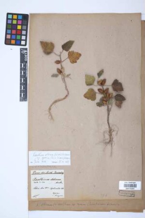 Xanthium albinum (Widder) Scholz