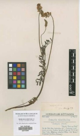 Onobrychis viciifolia Scop.