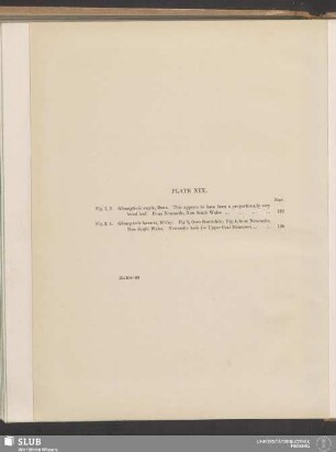 Plate XIX.
