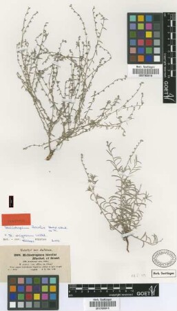 Heliotropium bicolor Hochst. & Steud. ex DC. [syntype]