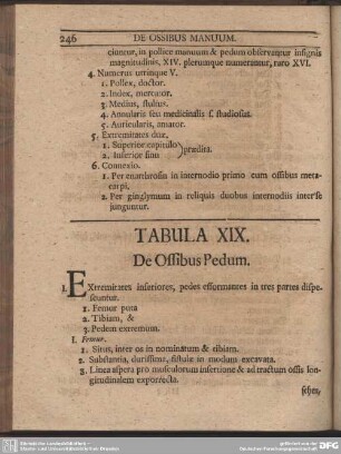 Tabula XIX. De Ossibus Pedum