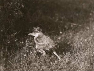 Europa. Graureiher (Ardea cinerea), am Boden flüchtender Jungvogel